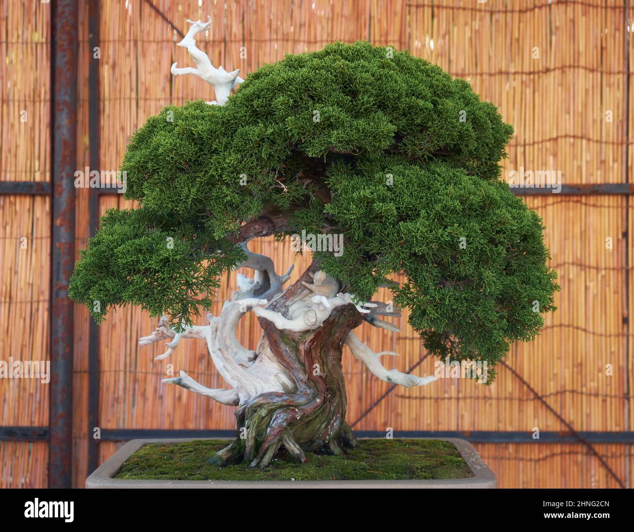 Nagoya, Japan - October 20, 2019: The view of the small decorative bonsai tree of Chinese juniper (Juniperus chinensis ) at the annual Nagoya Castle B Stock Photo