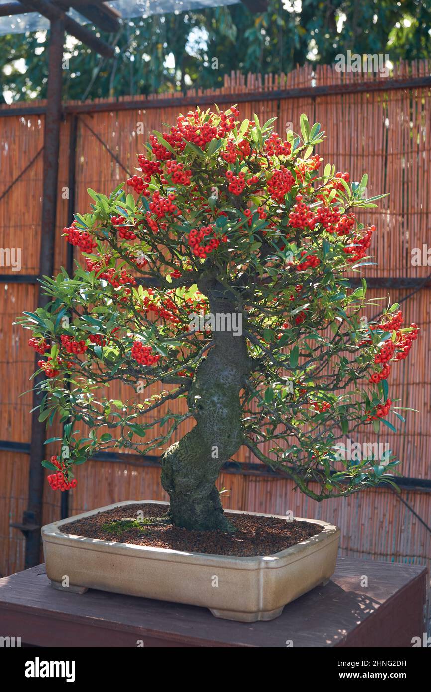 Nagoya, Japan - October 20, 2019: The view of the decorative bonsai tree of firethorn (Pyracantha) with berries at the annual Nagoya Castle Bonsai Sho Stock Photo