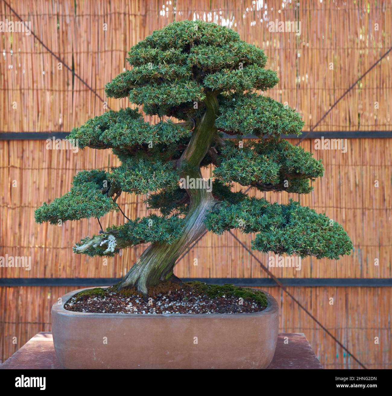 Nagoya, Japan - October 20, 2019: The view of the small decorative bonsai tree of temple juniper (Juniperus rigida ) at the annual Nagoya Castle Bonsa Stock Photo