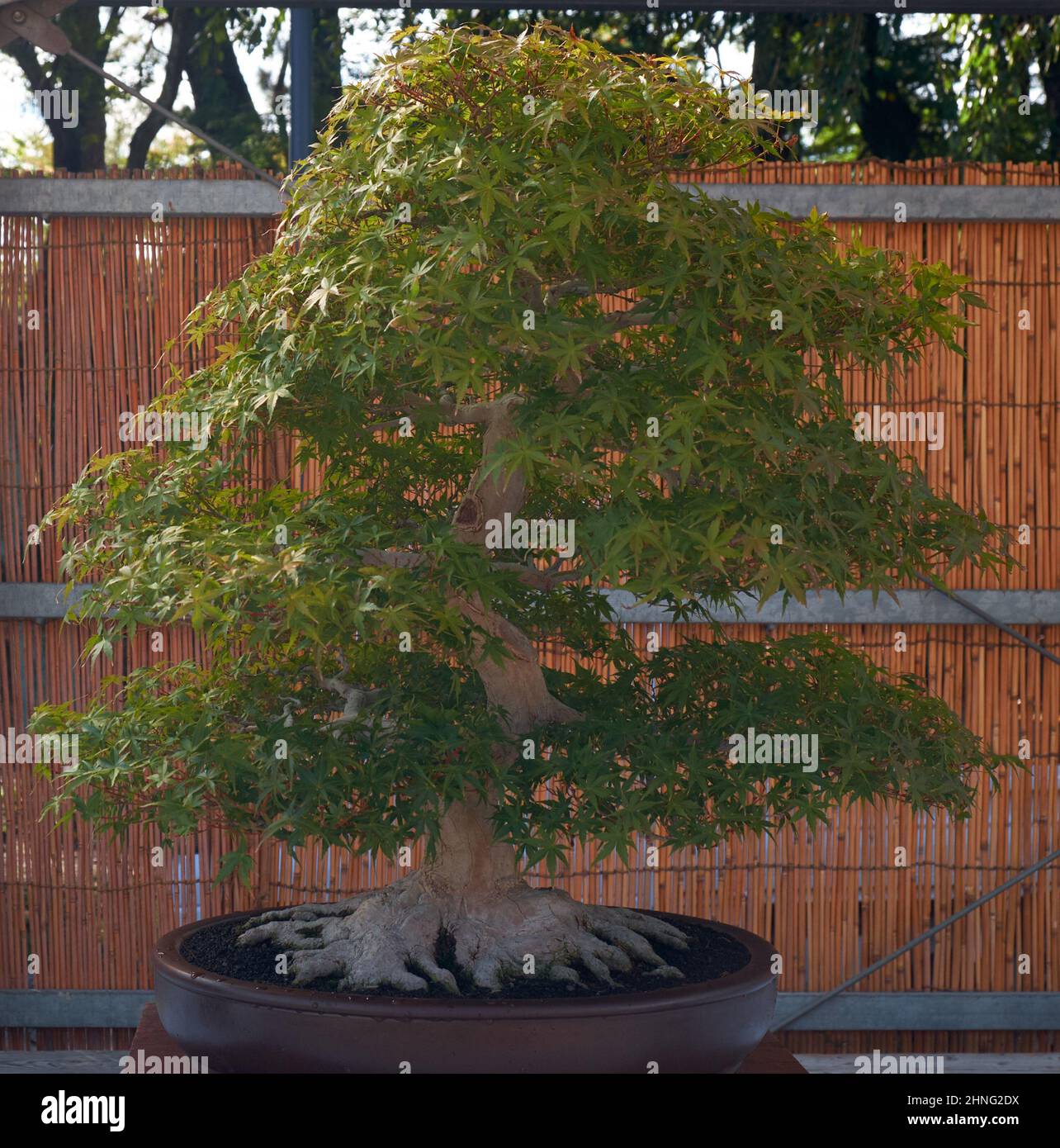 Nagoya, Japan - October 20, 2019: The view of the small decorative bonsai tree of Japanese maple (Acer palmatum ) with great root spread at the annual Stock Photo
