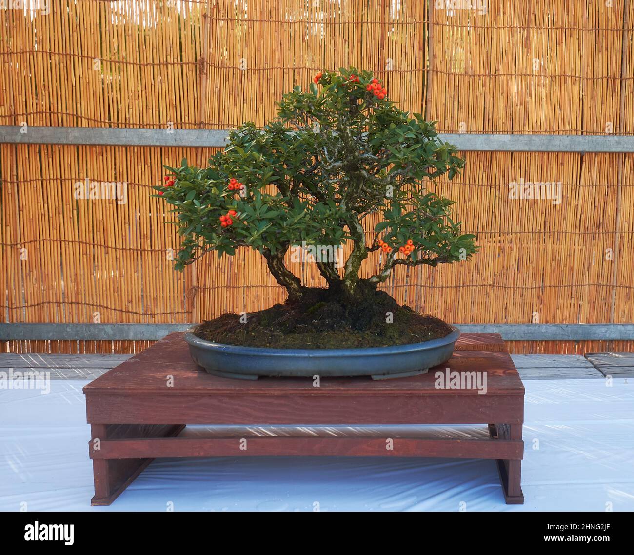 Nagoya, Japan - October 20, 2019: The view of the decorative bonsai tree of firethorn (Pyracantha) with berries at the annual Nagoya Castle Bonsai Sho Stock Photo