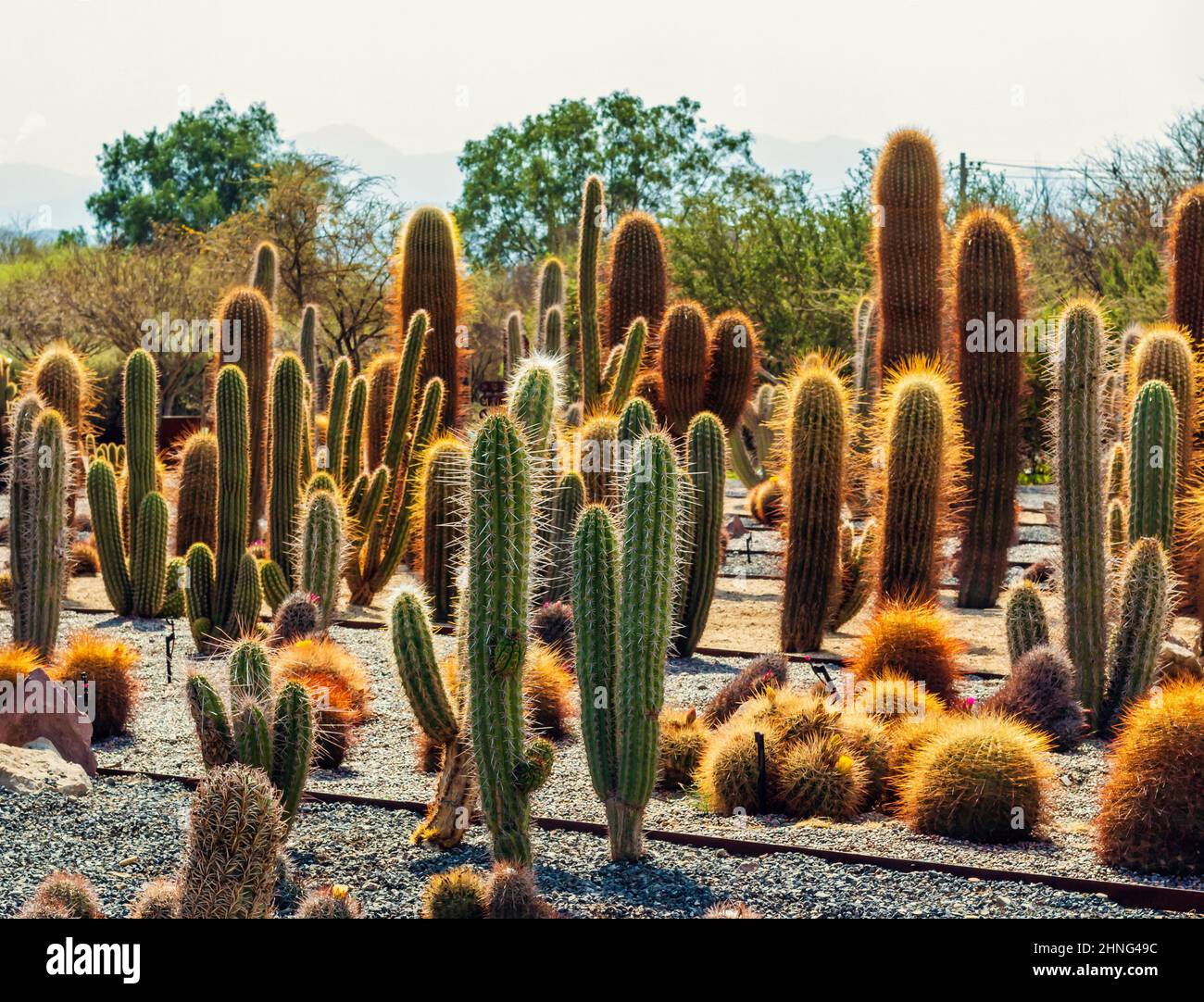 Various species of cactus at the Quilapilun park, Chile. Stock Photo