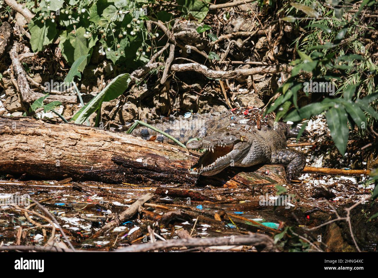 Closeup shot of a crocodile in a water full of plastic waste Stock