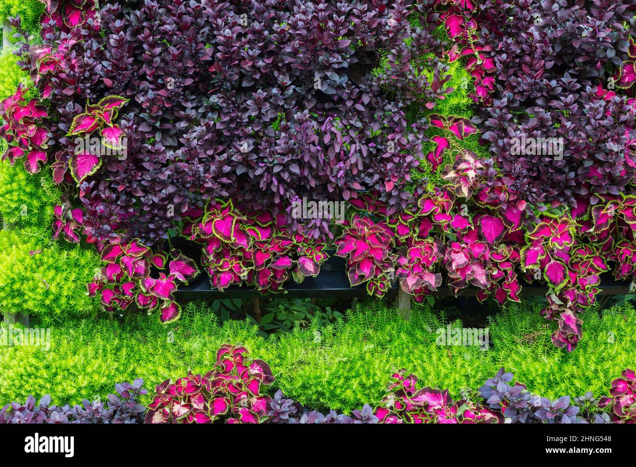 Vertical gardening wall with purple variegated Solenostemon - Coleus, Alternanthera 'Little Ruby' and Sedum reflexum 'Angelina' - Stonecrop plants in Stock Photo