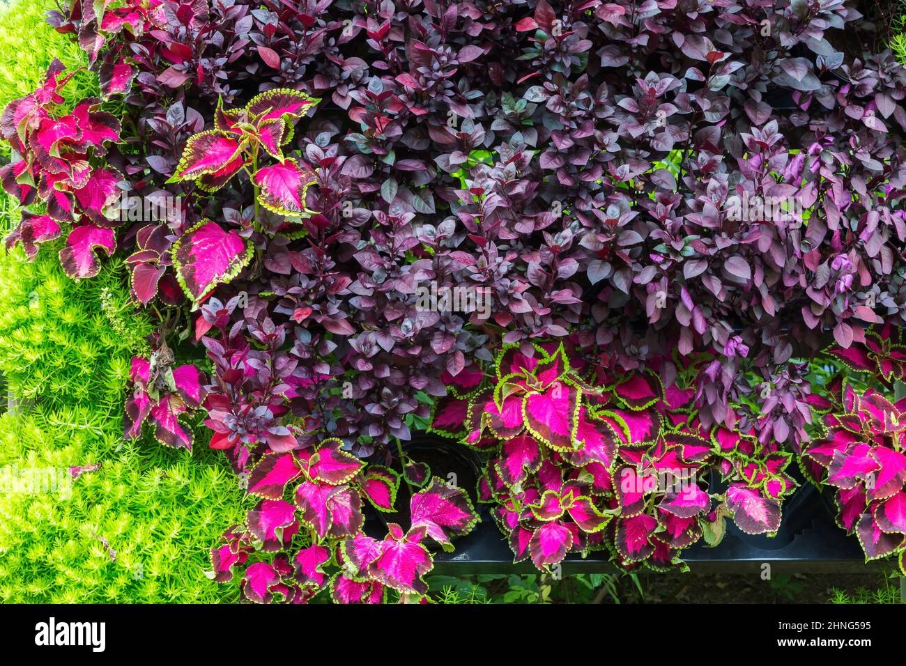 Vertical gardening wall with purple variegated Solenostemon - Coleus, Alternanthera 'Little Ruby' and Sedum reflexum 'Angelina' - Stonecrop plants. Stock Photo