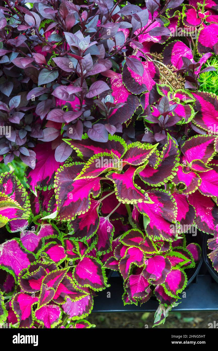 Vertical gardening wall with purple variegated Solenostemon - Coleus, Alternanthera 'Little Ruby' plants in late summer, Quebec, Canada Stock Photo