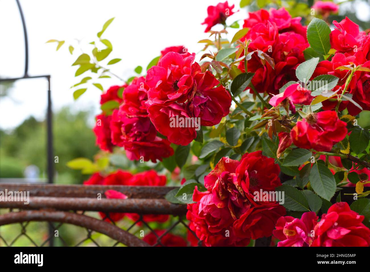 Red roses on green background Stock Photo - Alamy