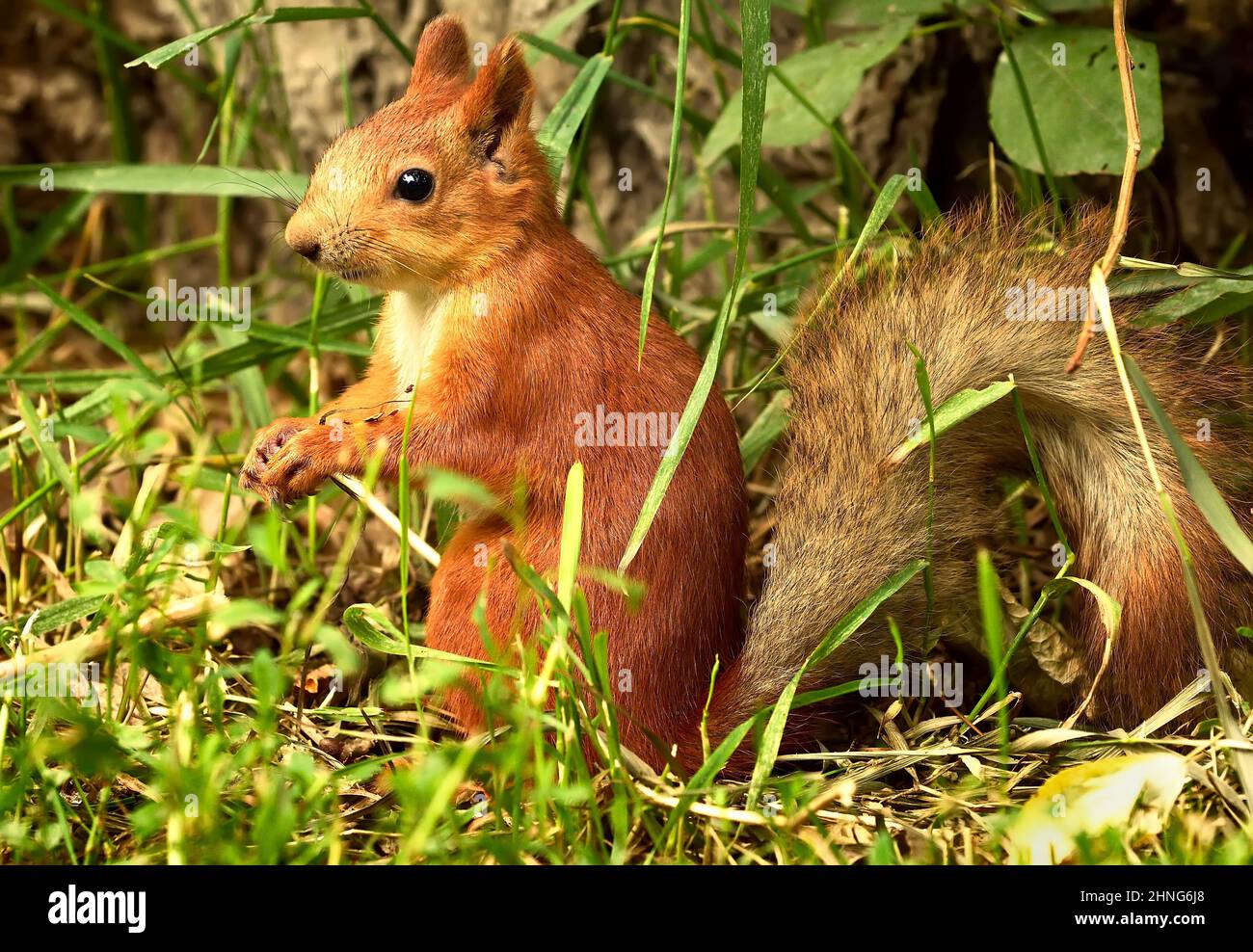 Red squirrel in the grass. Forest funny animal sitting on the ground in