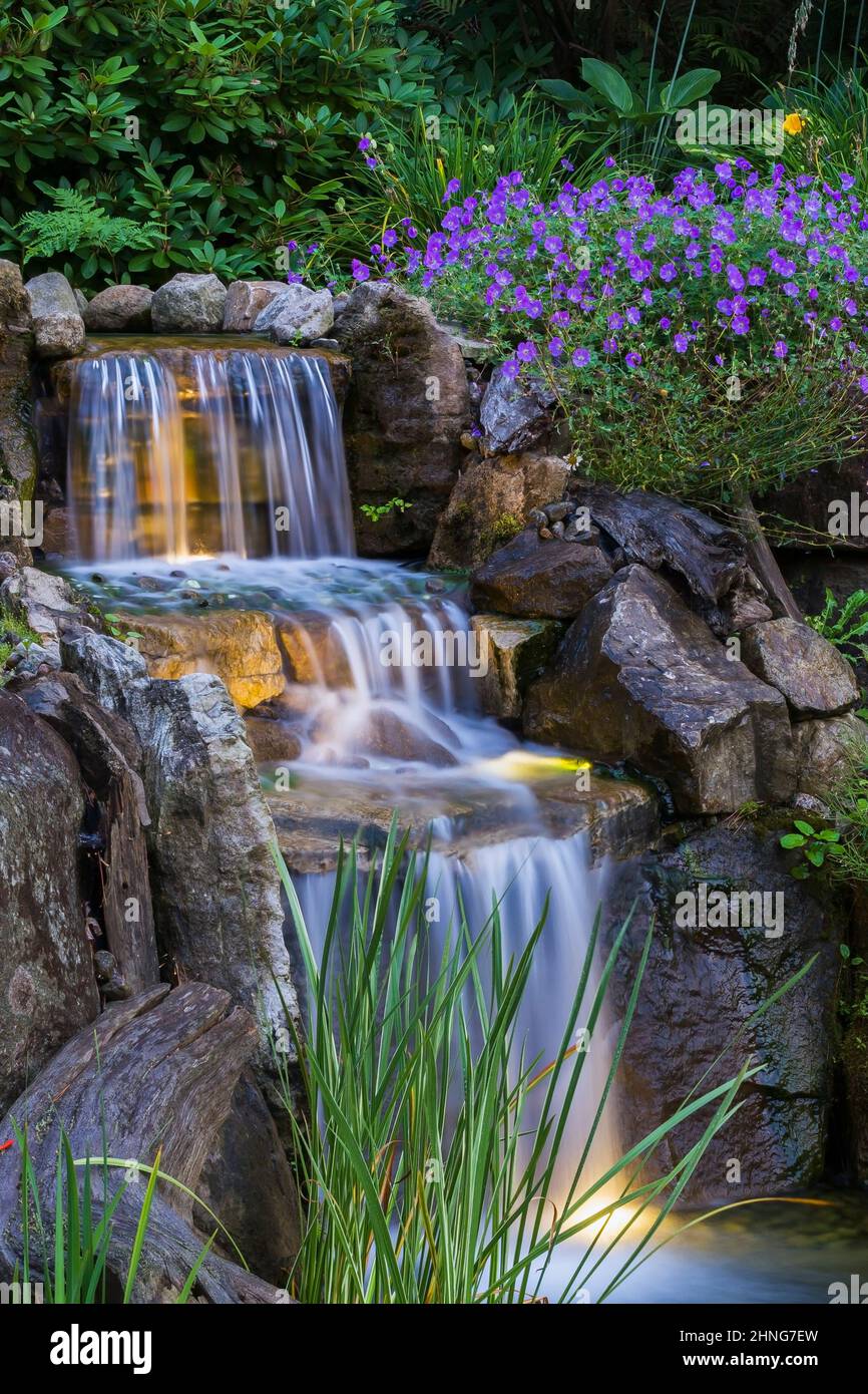 Cascading waterfall borderd by Geranium 'Rozanne' - Cranesbill flowers and Acorus gramineus 'Variegatus' - Variegated Japanese Rush in pond. Stock Photo