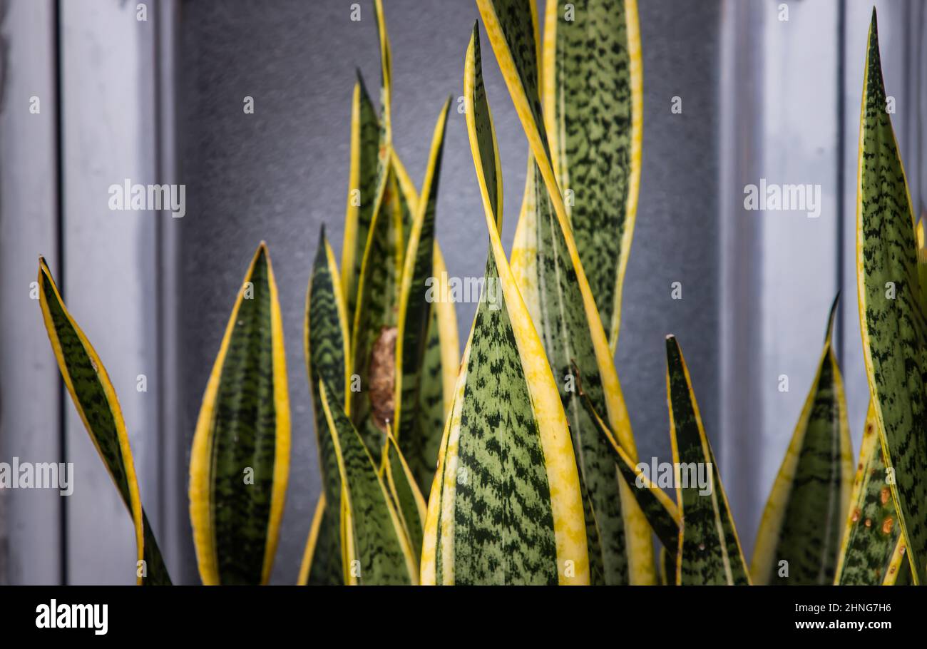 Sansevieria trifasciata Prain (Snake Plant, Viper's Bowstring Hemp, Mother-in-Law's Tongue). Plant with striking, colorful pointed leaves, Shallow dep Stock Photo