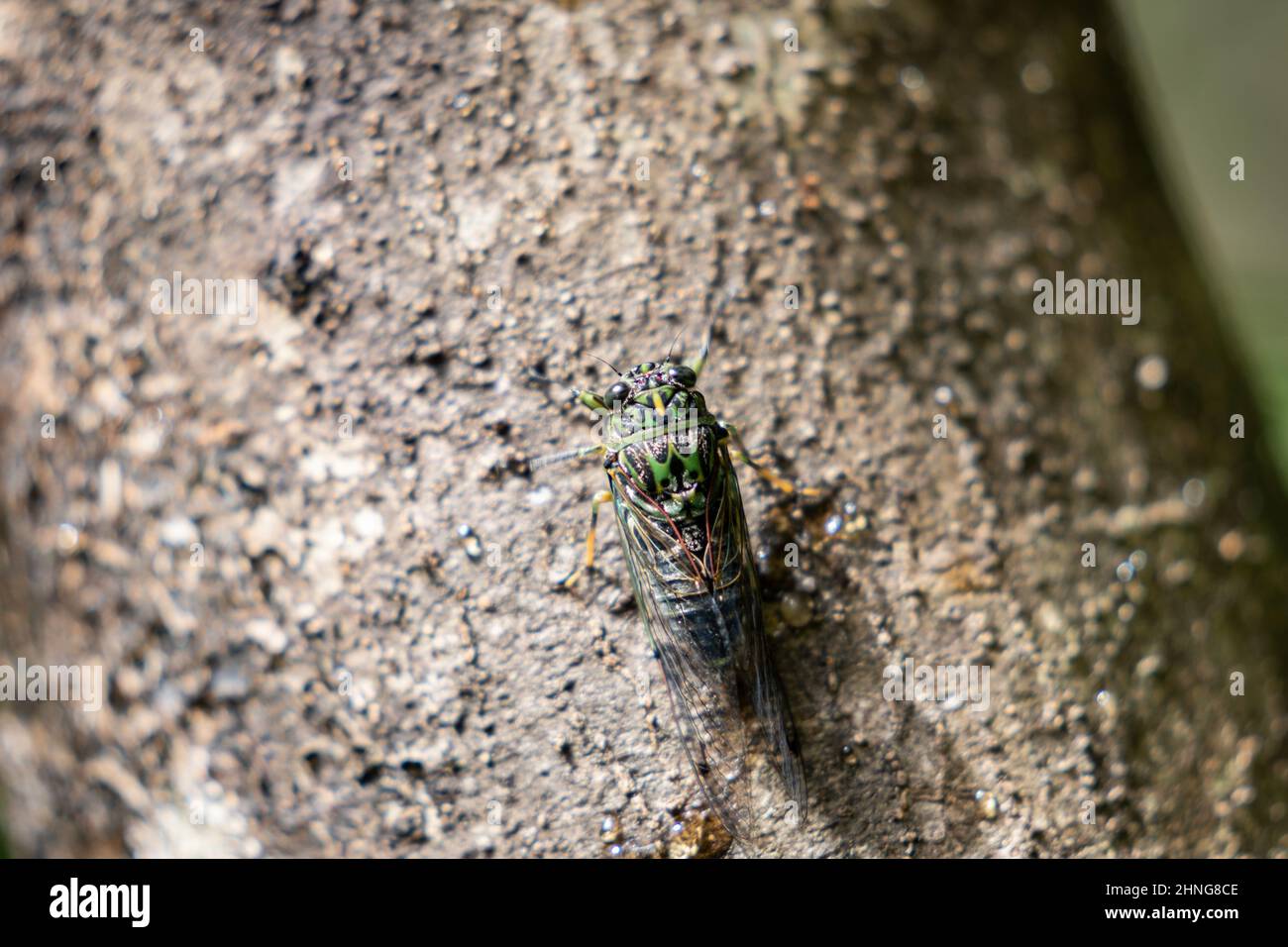 Chorus cicada on tree in forest chirping loudly. Stock Photo