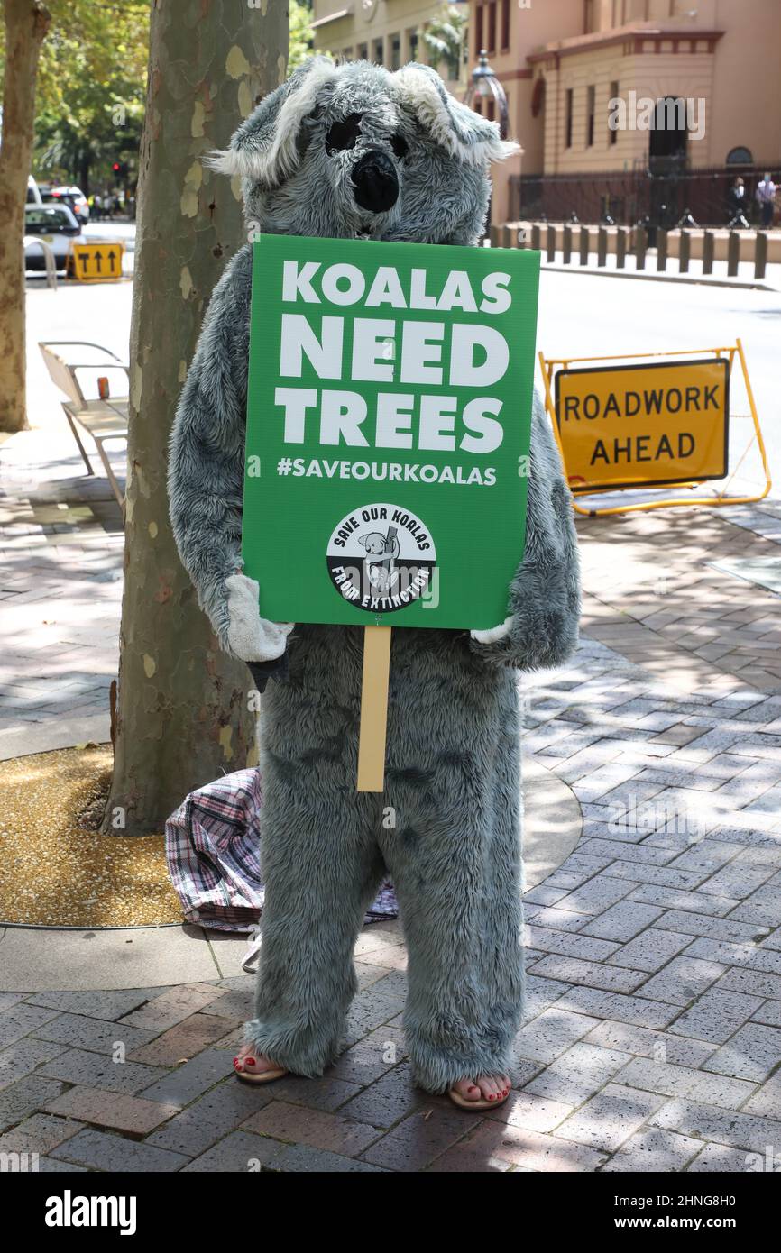 Sydney, Australia. 17th February 2022. Koalas in NSW are already a