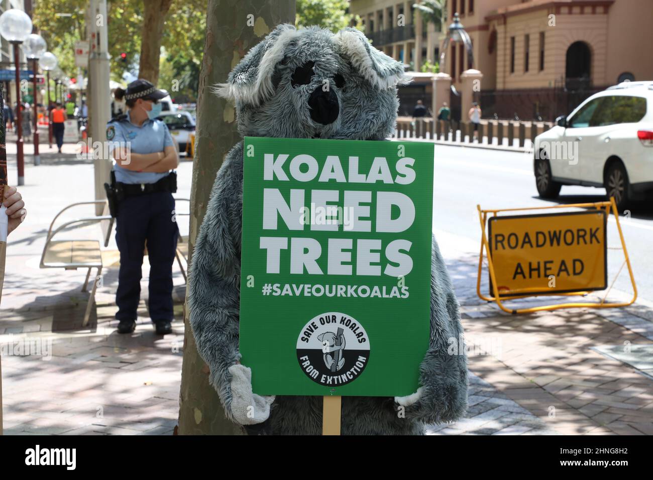 Sydney, Australia. 17th February 2022. Koalas in NSW are already a