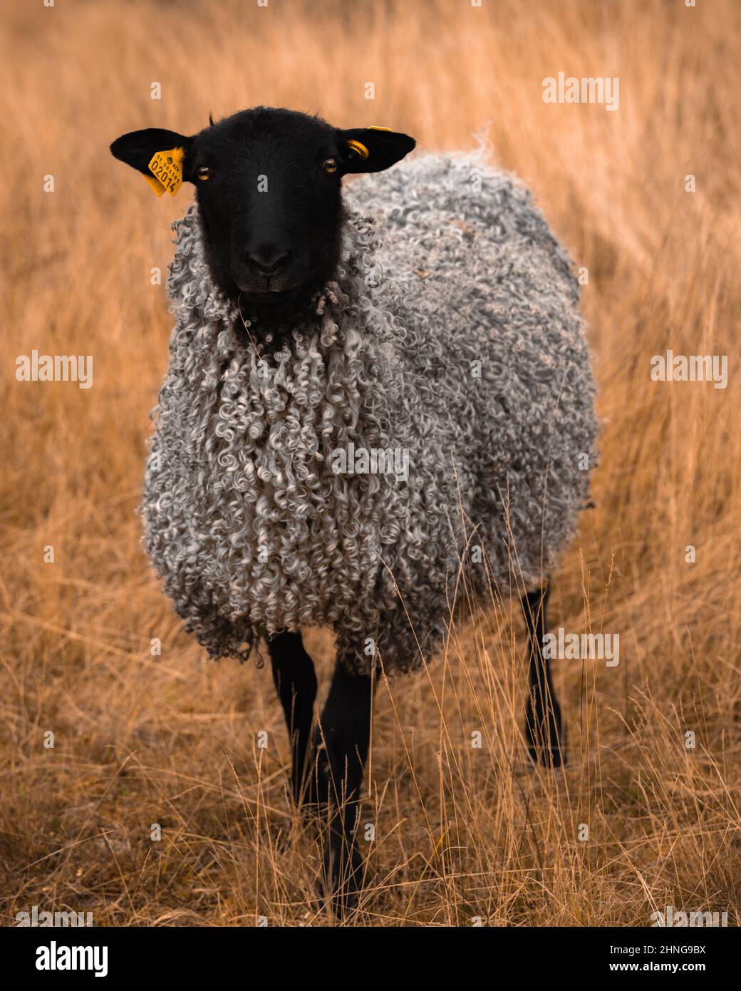 Vertical shot of Gotland sheep in a meadow covered in the dried grass ...