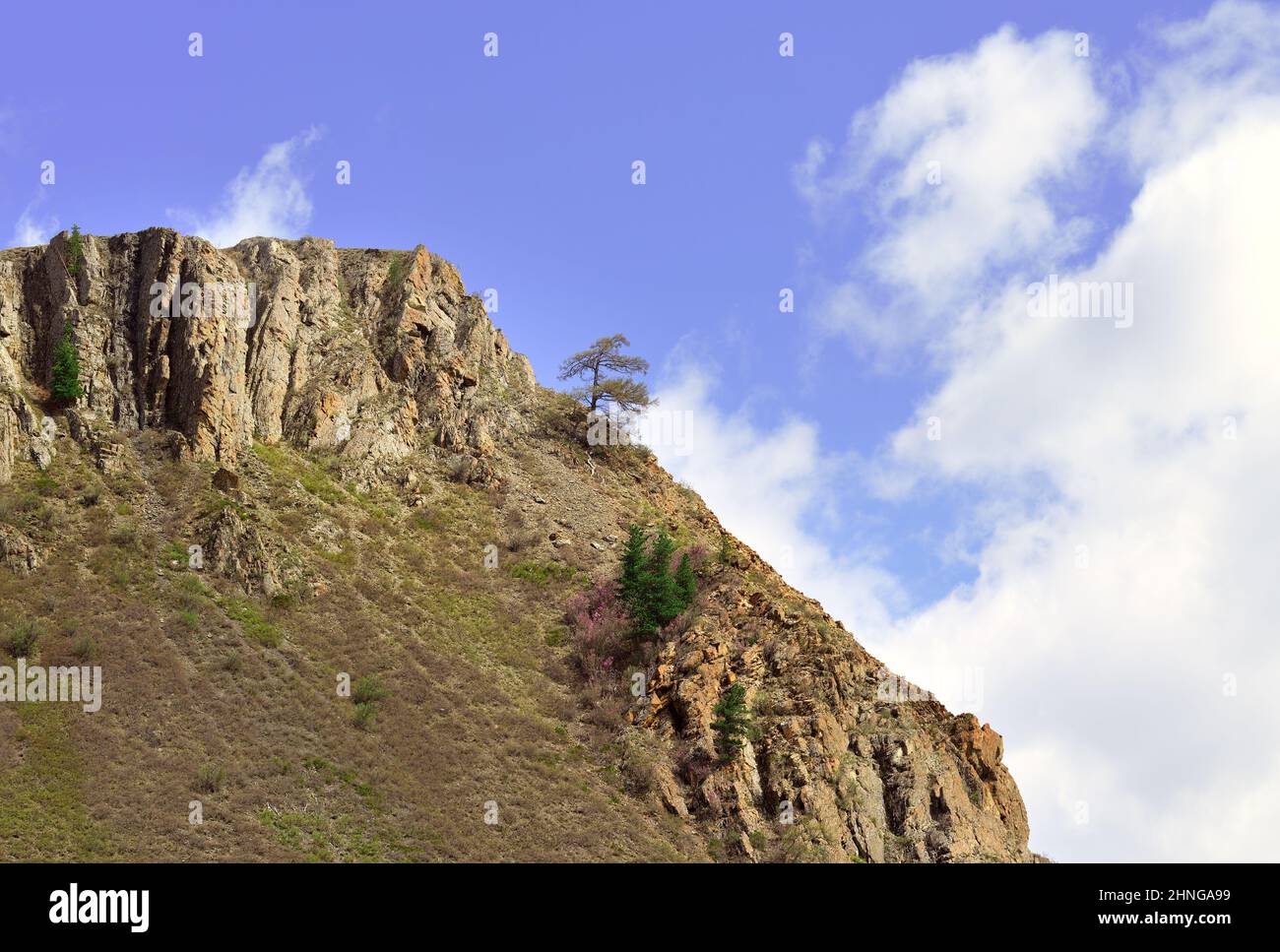 A tree on the rocks. A mountain pine tree on a steep rocky slope ...