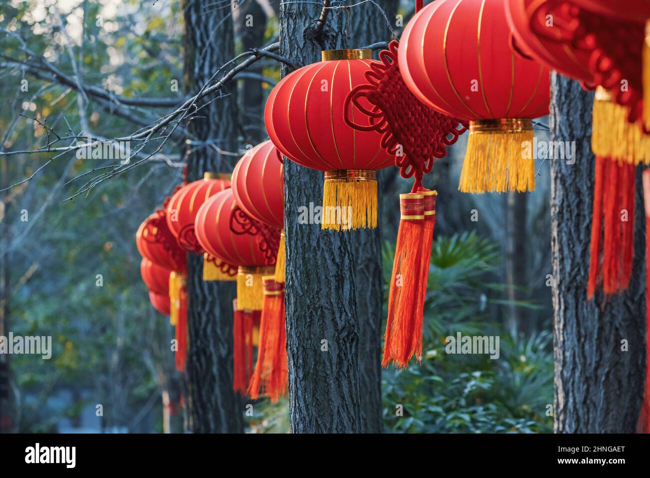 Red Chinese lanterns hanging on trees in a park Stock Photo