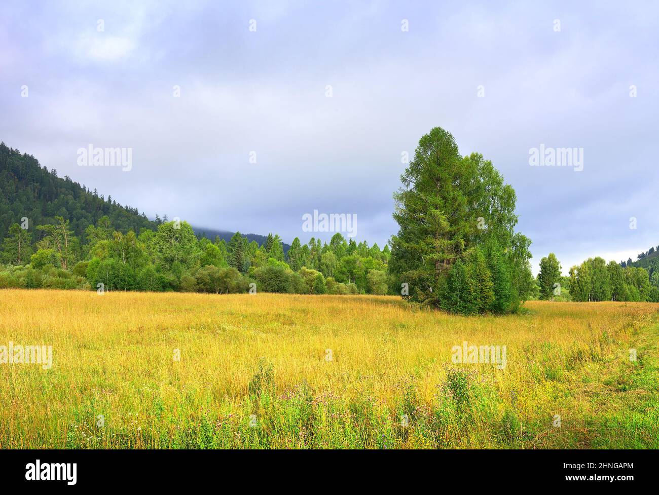 Lush grass surrounded by trees in summer under a blue cloudy sky ...