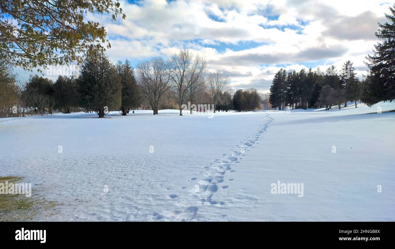 Animal footprints in loose snow in the park Stock Photo