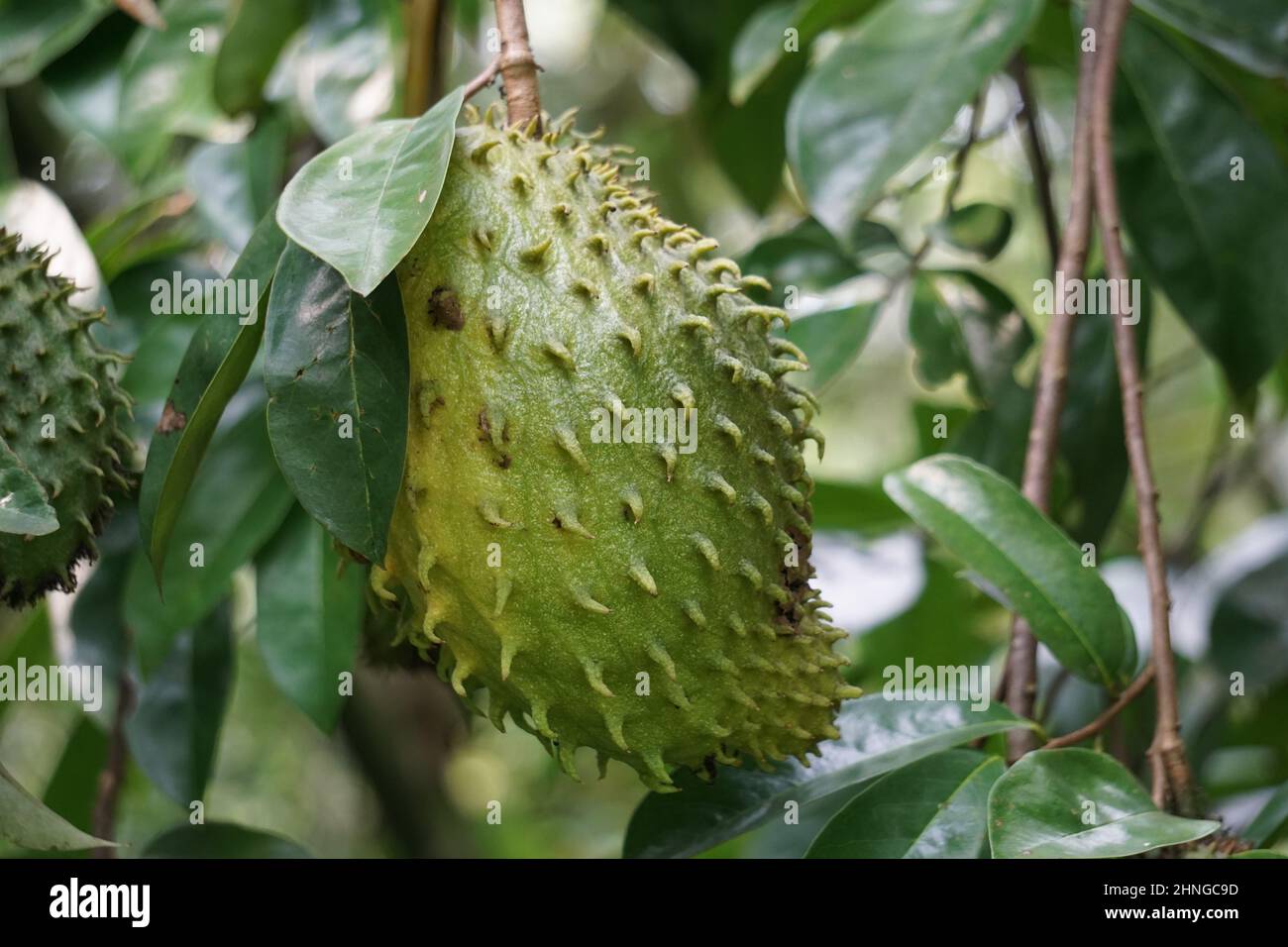 Durian belanda