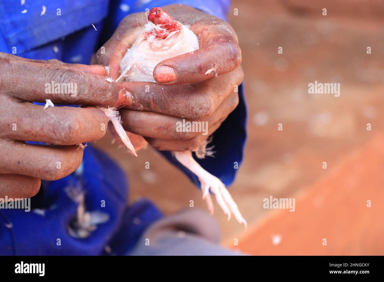 A man is seen removing feathers off a quail bird in Malingunde, Malawi. Stock Photo