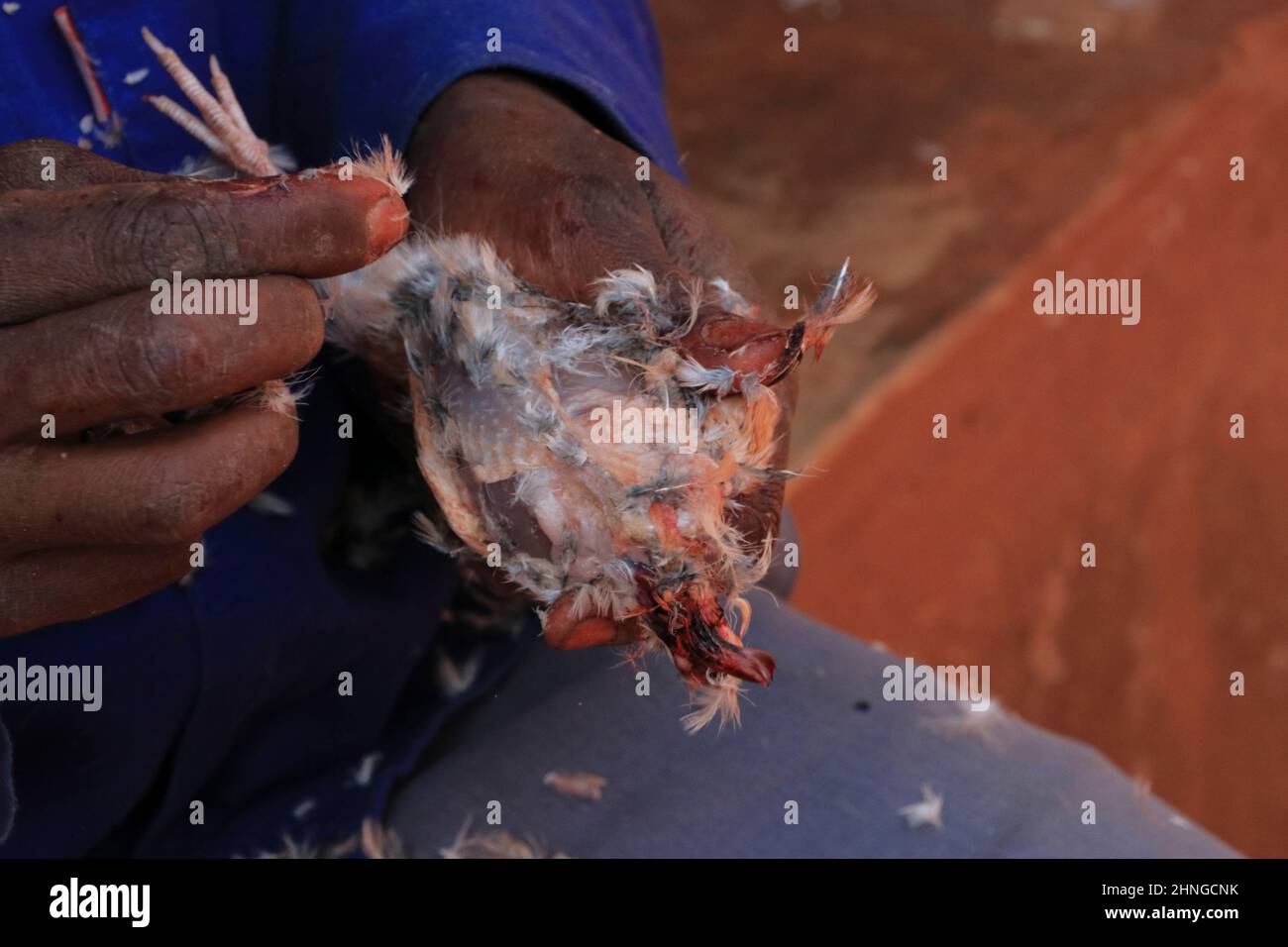 A man is seen plucking feathers  off a quail bird in Malingunde, Malawi. Quails are a delicacy in the country. Malawi. Stock Photo