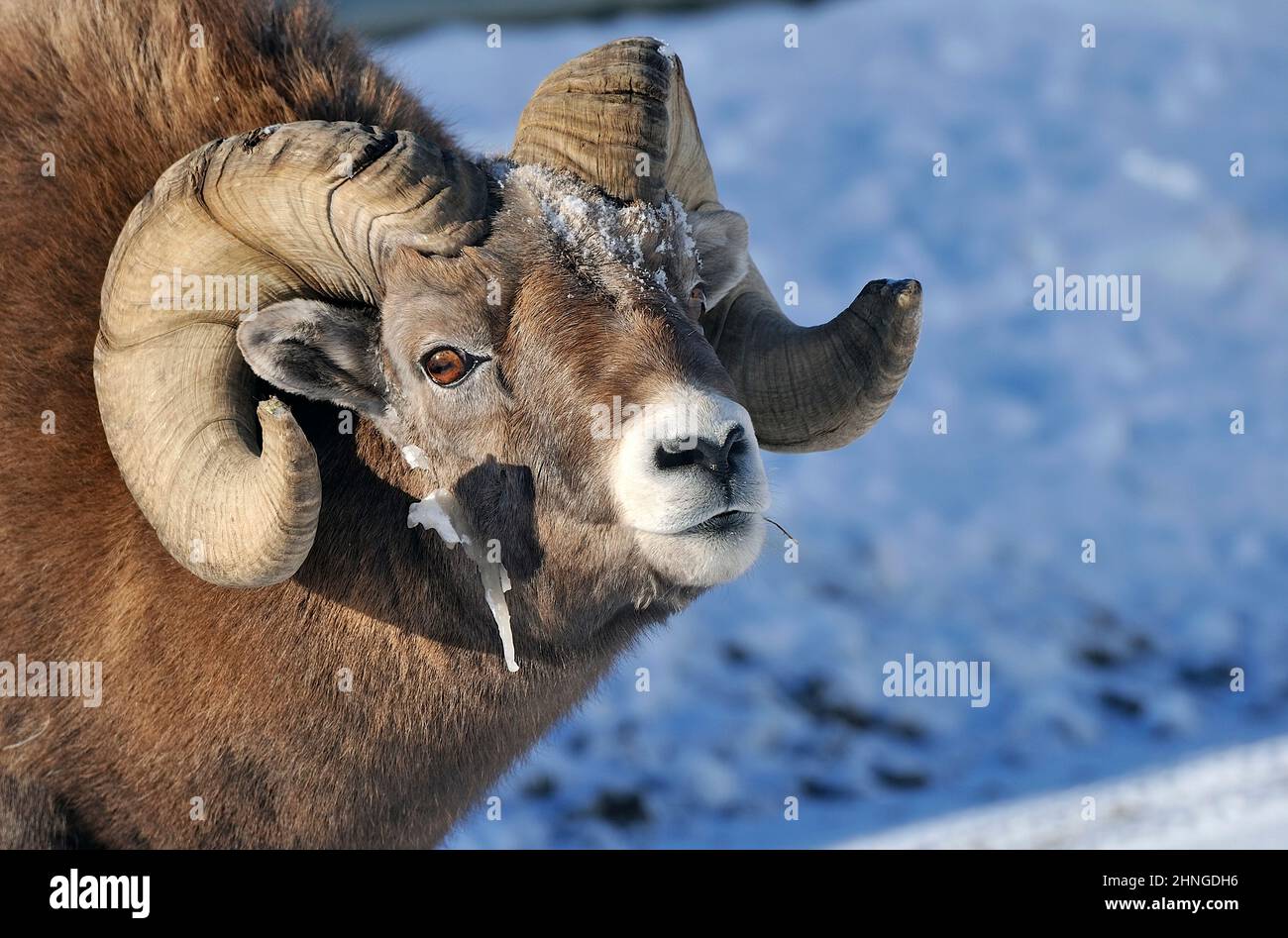 A close up of a Rocky Mountain Bighorn  Sheep 'Ovis canadensis', traveling to scent a female during the rutting season. Stock Photo