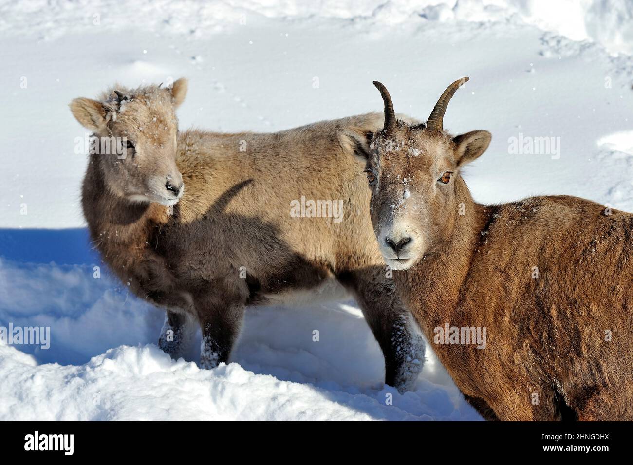 A mother Rocky Mountain Bighorn sheep 'Ovis canadensis', with a baby in the deep fresh snow in rural Alberta Canada Stock Photo