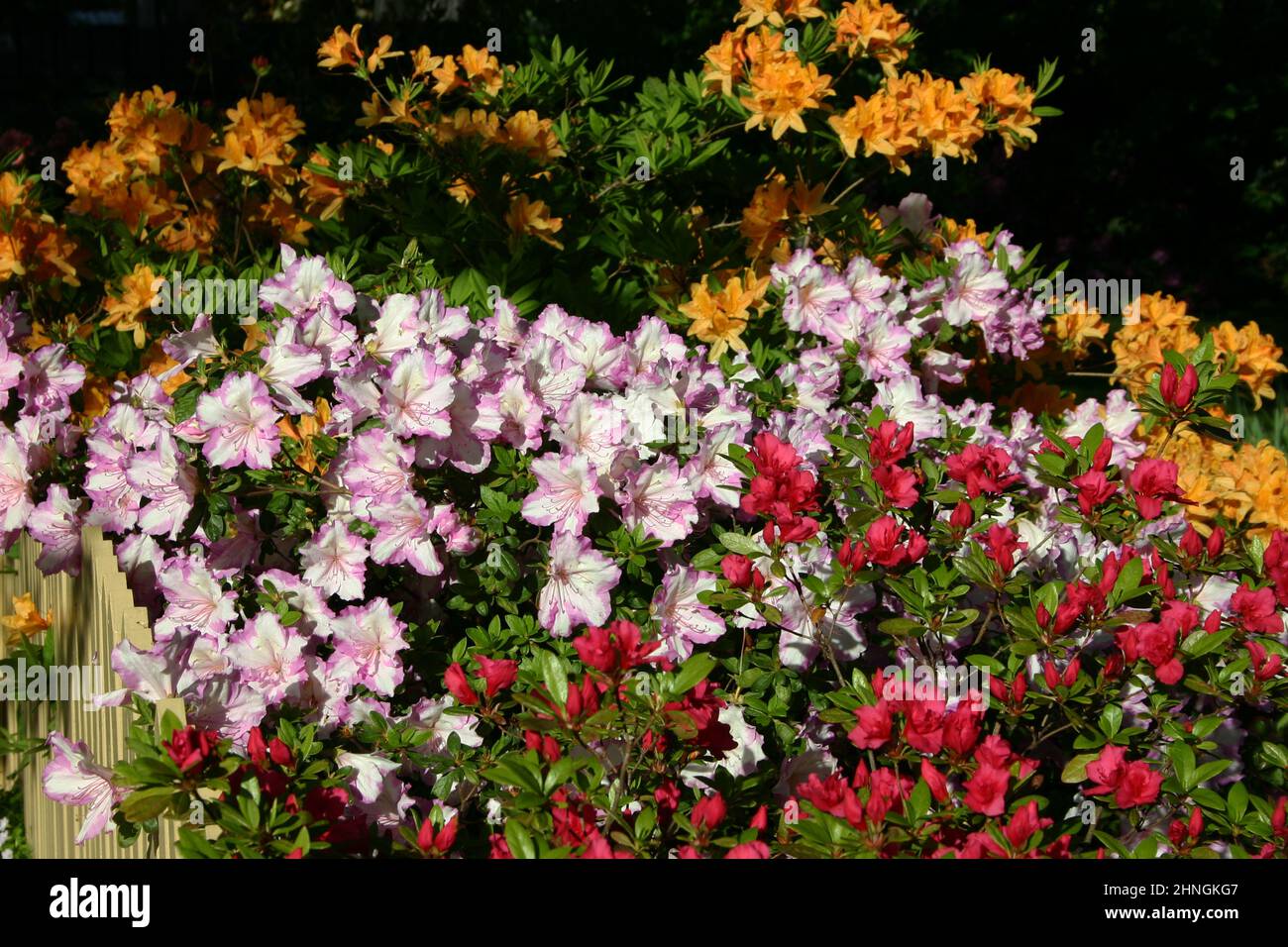 COLOURFUL MIXED AZALEA SHRUBS. AZALEAS ARE FLOWERING SHRUBS IN THE