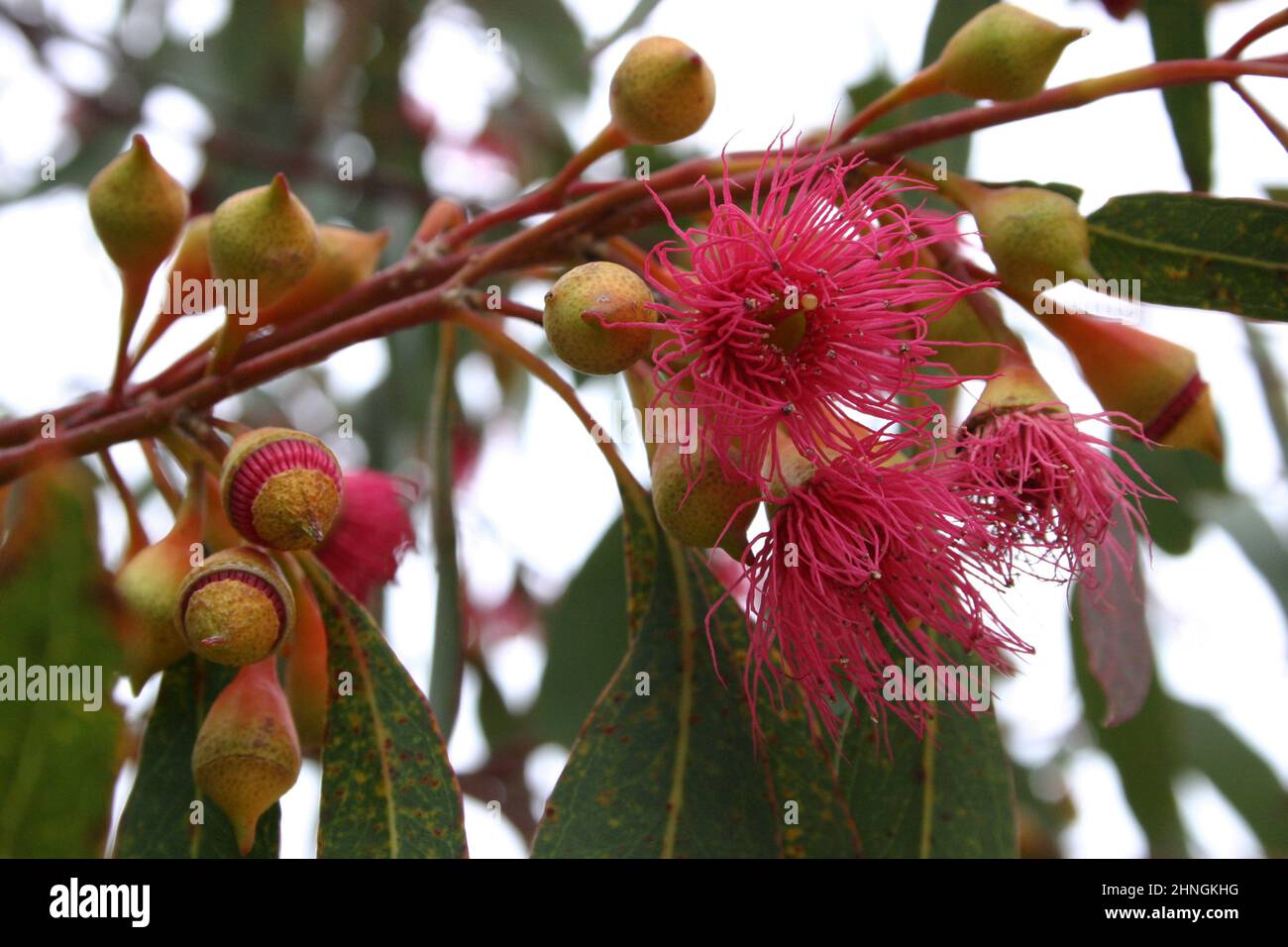 CORYMBIA FICIFOLIA (SYN EUCALYPTUS FICIFOLIA) COMMONLY KNOWN AS RED FLOWERING GUM. Stock Photo