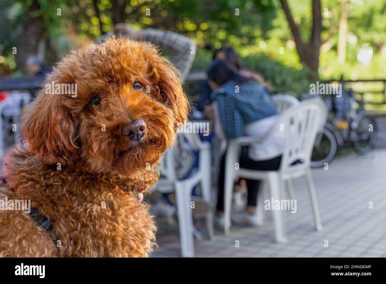 Portrait of brown poodle with tilted head looking straight at camera at an outdoor cafe. Plenty of copyspace to the right. Stock Photo