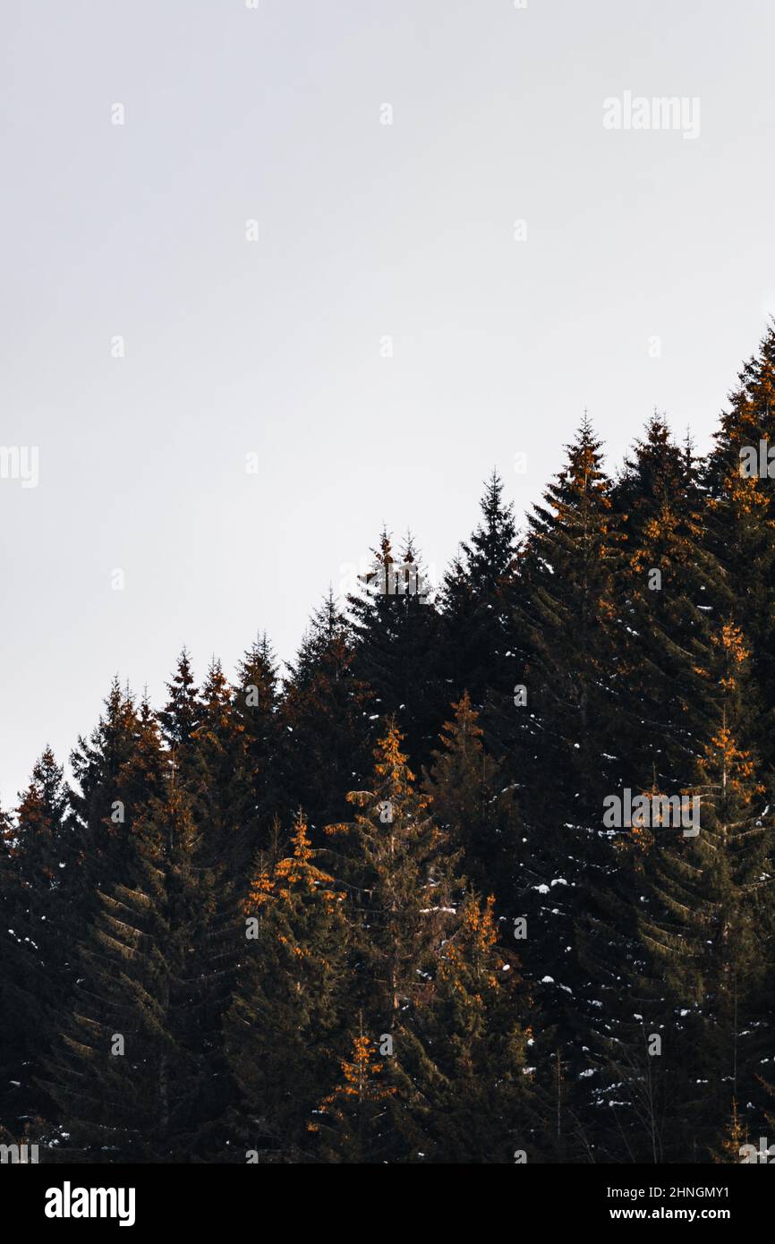 Shot snow covered trees in hi-res stock photography and images - Alamy