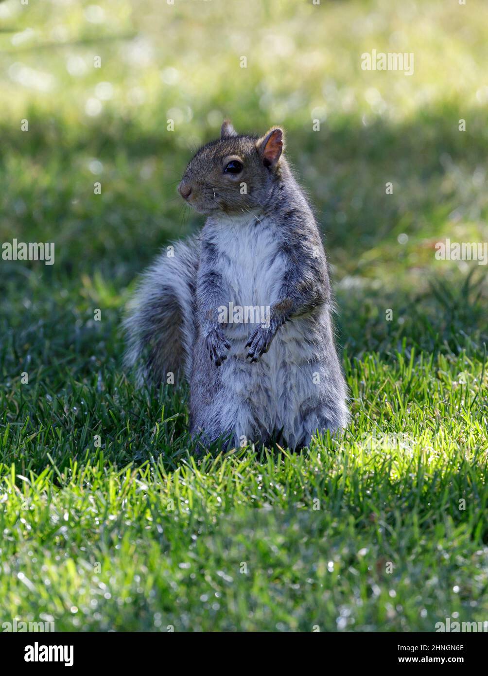 Eastern Grey Squirrel Standing on Hind Legs and Looking with Cautious. Santa Clara County, California, USA. Stock Photo