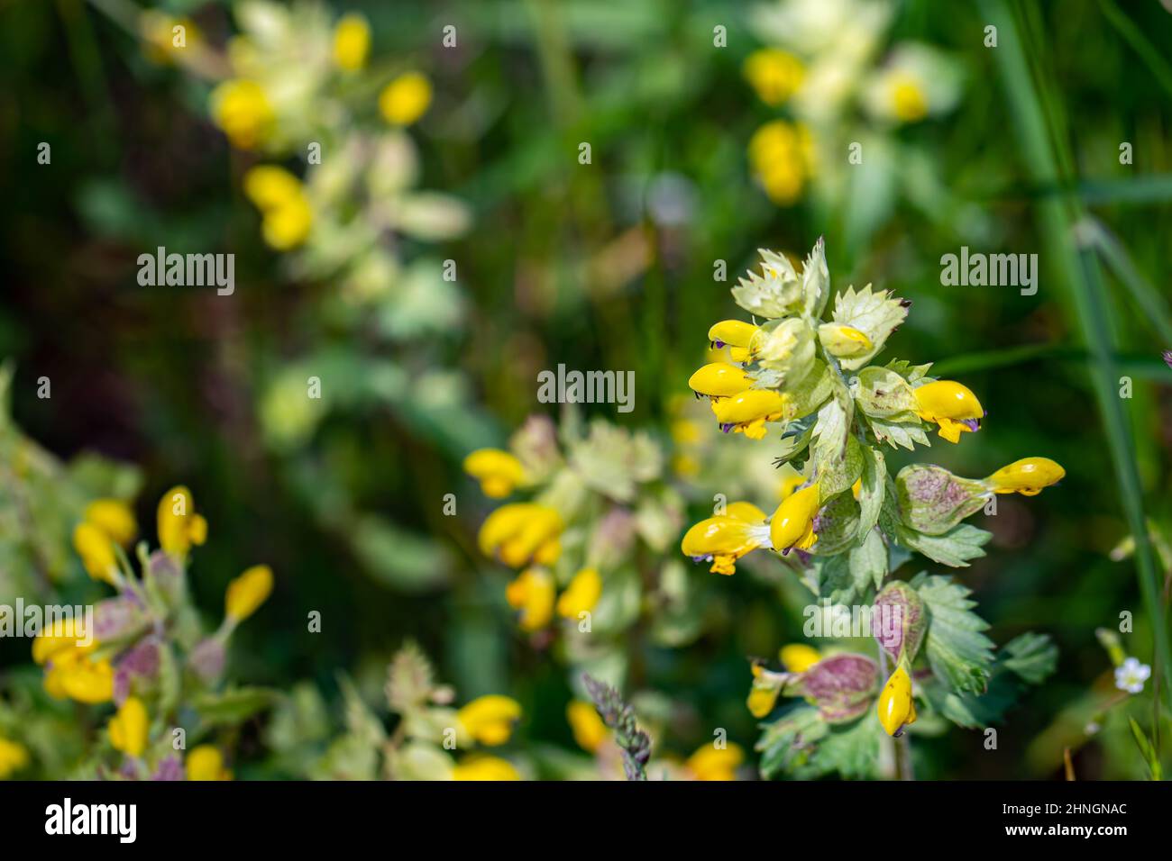 Rhinanthus glacialis flower in meadow, close up Stock Photo