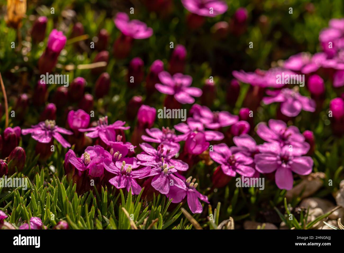 Saponaria ocymoides flower in mountains, close up Stock Photo