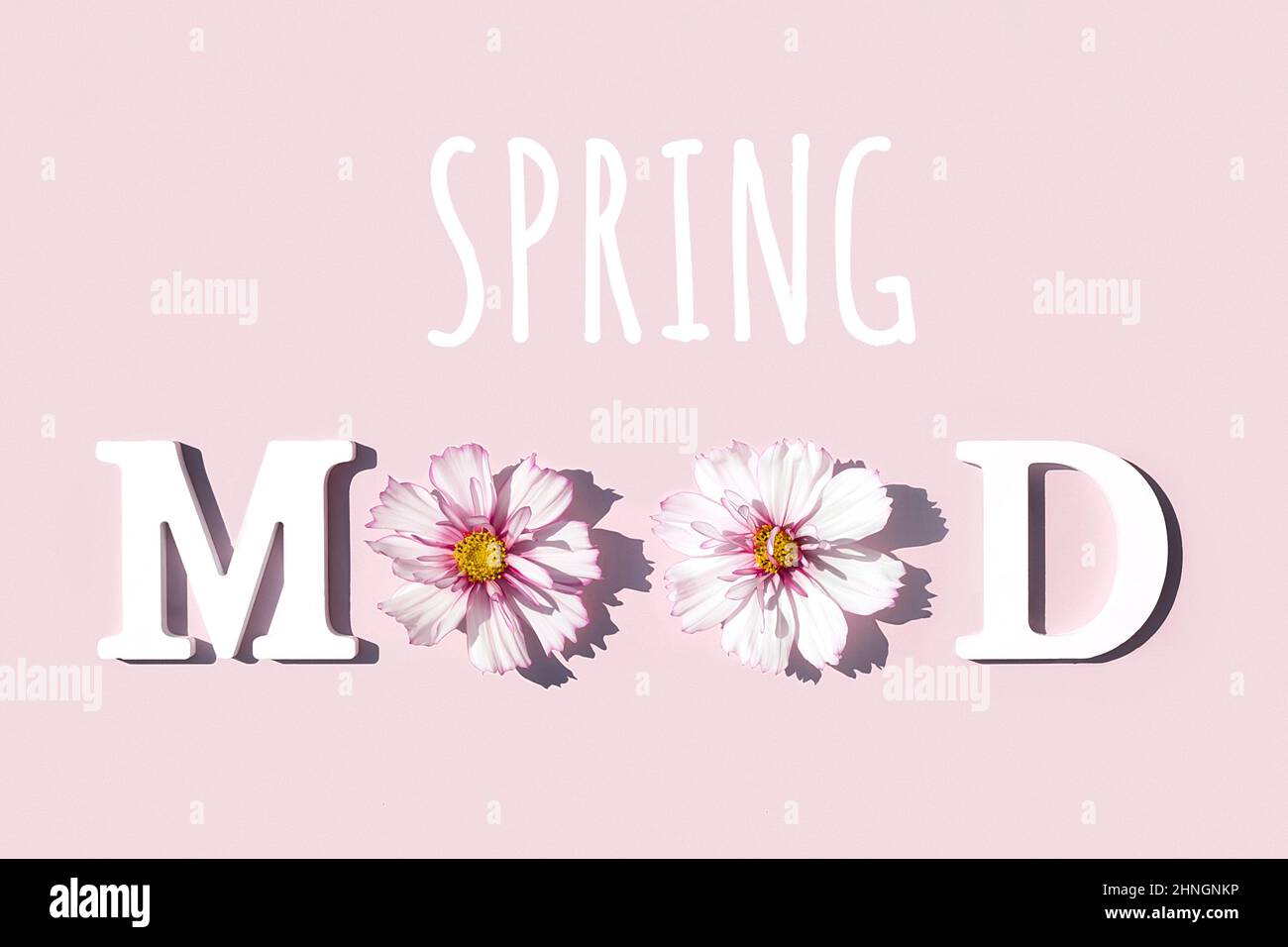 Spring Mood. Motivational quote from white letters and beauty natural flowers on pink background. Creative concept spring time. Stock Photo