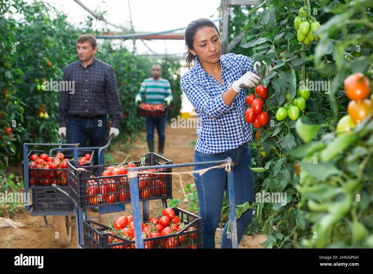 Colombian woman farmer harvesting red tomatoes in greenhouse Stock ...
