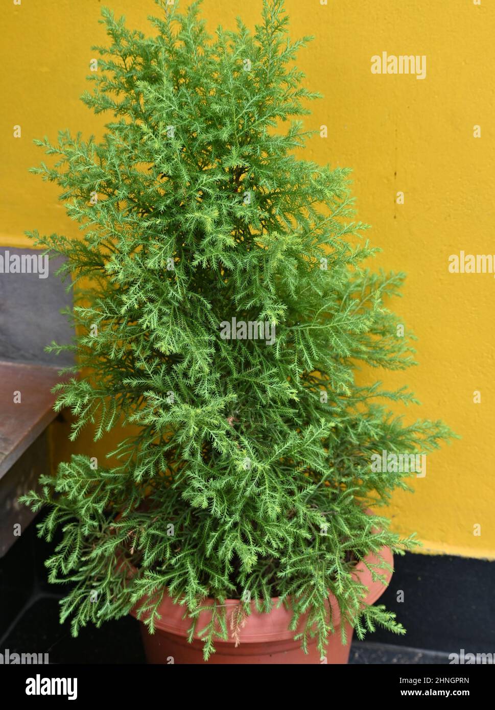 Evergreen coniferous ornamental plant Stock Photo