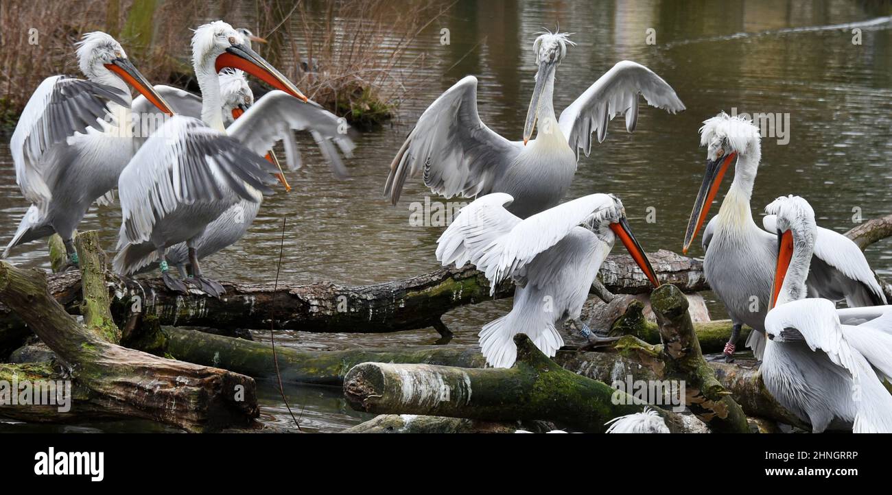 Leipzig, Germany. 16th Feb, 2022. Pelicans cavort on a small lake in the Zoological Garden. The 26-hectare park-like zoological garden is one of the most species-rich zoos in Europe and recently came in second in a zoo ranking in Europe and thus first in Germany. Credit: Waltraud Grubitzsch/dpa-Zentralbild/ZB/dpa/Alamy Live News Stock Photo