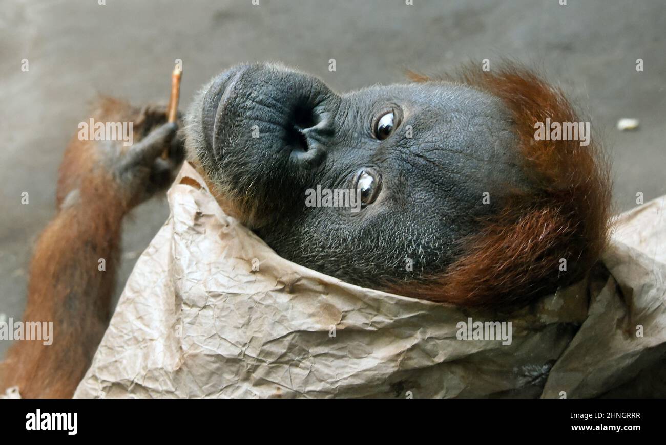 Leipzig, Germany. 16th Feb, 2022. An orangutan tries to hide with wrapping paper in Pongoland at the Zoological Garden. The 26-hectare park-like zoological garden is one of the most species-rich zoos in Europe and recently came in second in a zoo ranking in Europe and thus first in Germany. Credit: Waltraud Grubitzsch/dpa-Zentralbild/ZB/dpa/Alamy Live News Stock Photo