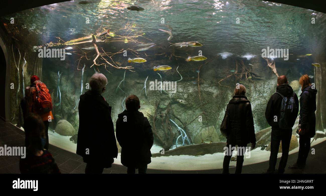 Leipzig, Germany. 16th Feb, 2022. Many visitors look at the underwater world on an overhead pane of a 120,000-liter panoramic tank in the newly opened aquarium. The aquarium, which also includes a 360-degree ring tank, was rebuilt and renovated at a cost of about 12 million euros. The zoological garden, which is laid out like a park on 26 hectares, is one of the most species-rich zoos in Europe and recently came second in a zoo ranking in Europe, making it first in Germany. Credit: Waltraud Grubitzsch/dpa-Zentralbild/ZB/dpa/Alamy Live News Stock Photo