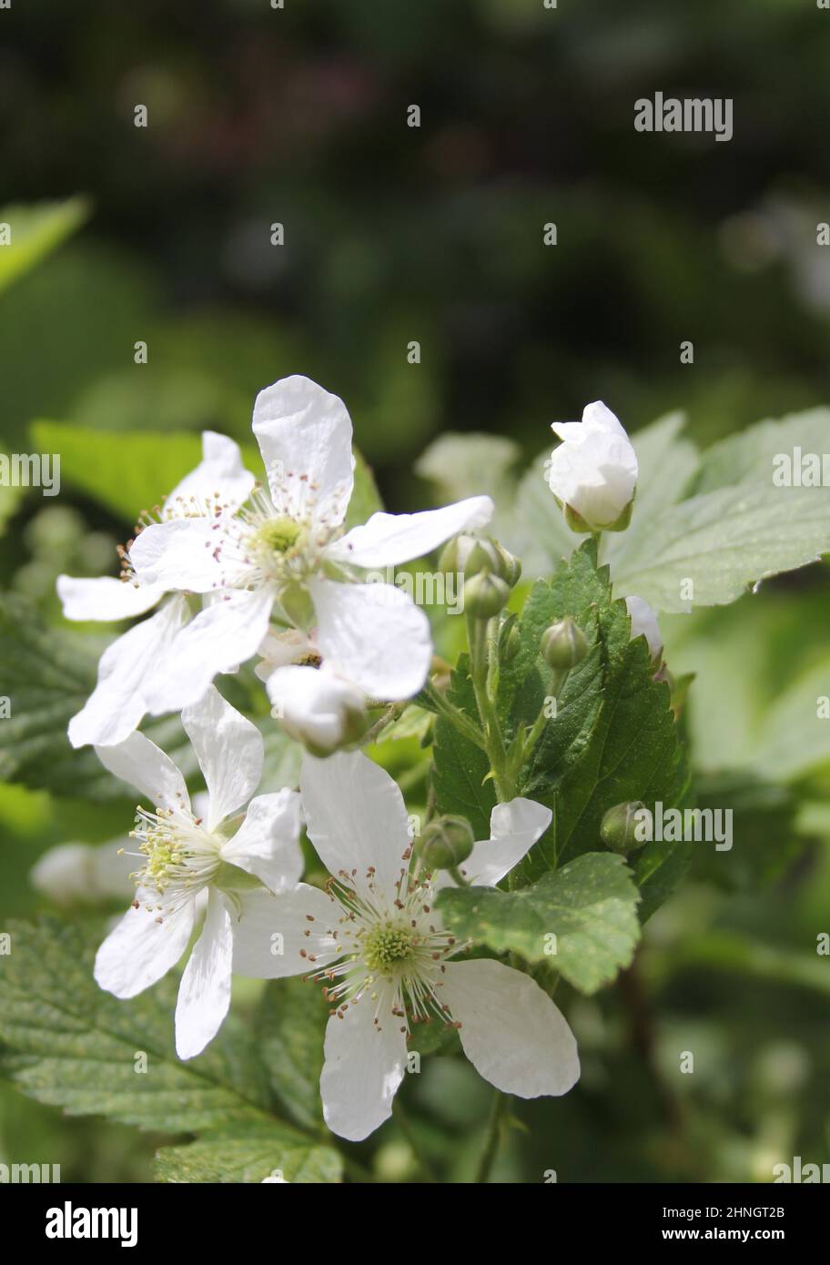Blackberry Vine With Blossoms on Organic Berry Farm Stock Photo Alamy