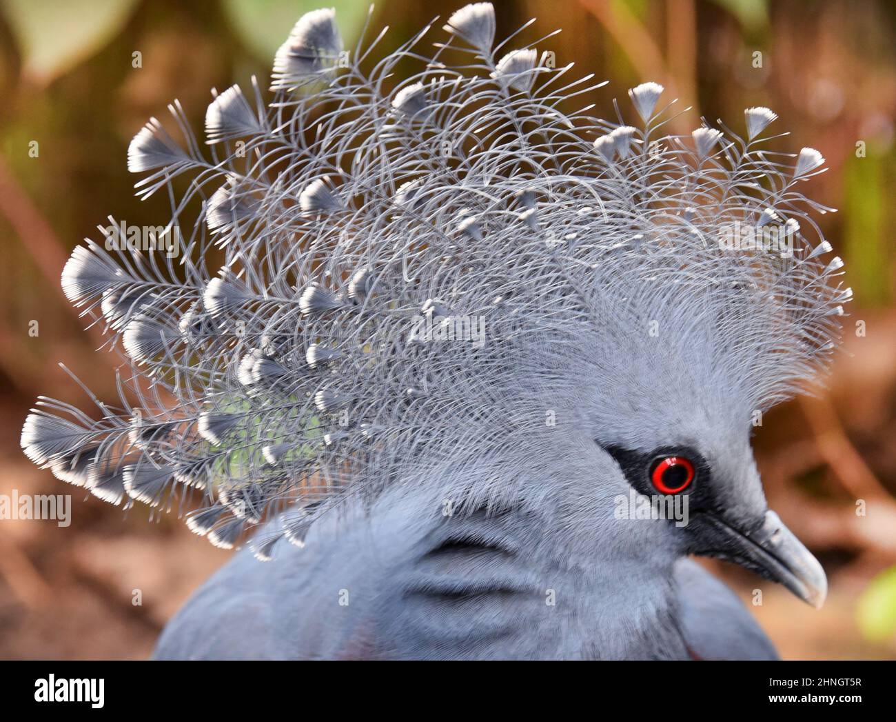 16 February 2022, Saxony, Leipzig: A fantail pigeon, also known as a Victoria crowned pigeon, shows off its striking fantail comb in the zoo's Gondwanaland at a summery 25 degrees. Around 500 different plant species and 170 exotic animals can be seen in the facility, which features tropical rainforests of Africa, Asia and South America and opened 10 years ago. The zoological garden, laid out in a park-like manner on 26 hectares, is the most species-rich zoo in Europe and recently came second in the zoo ranking list in Europe, making it first in Germany. Photo: Waltraud Grubitzsch/dpa-Zentralbi Stock Photo