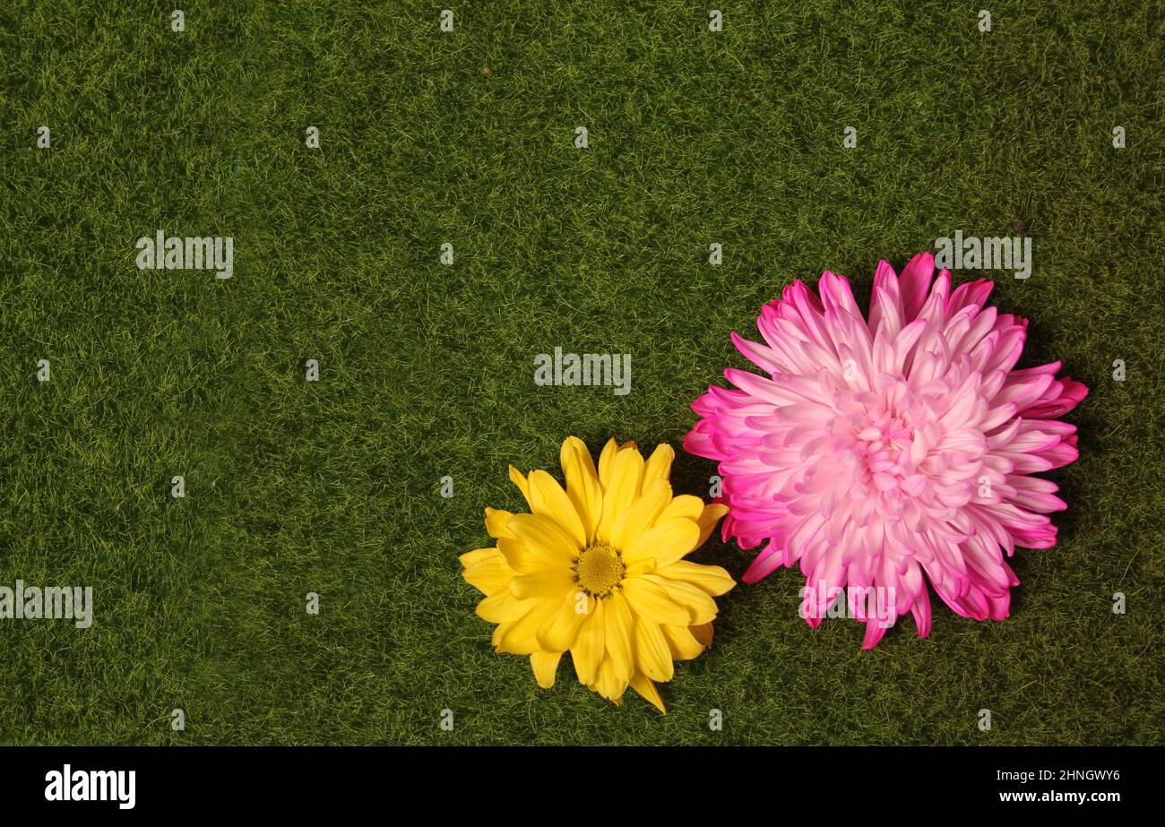 Colorful Spring Flowers on Artificial Green Grass Top View Stock Photo Alamy