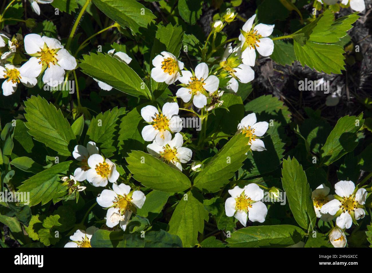 Wild Virginia Strawberry in bloom in Pennsylvania's Pocono Mountans.  The small fruit is a favorite food for many species of wildlife Stock Photo