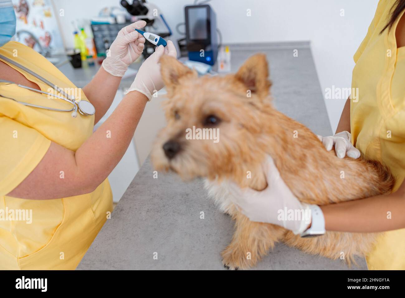 Photo of measurement body temperature of animal in clinic Stock Photo