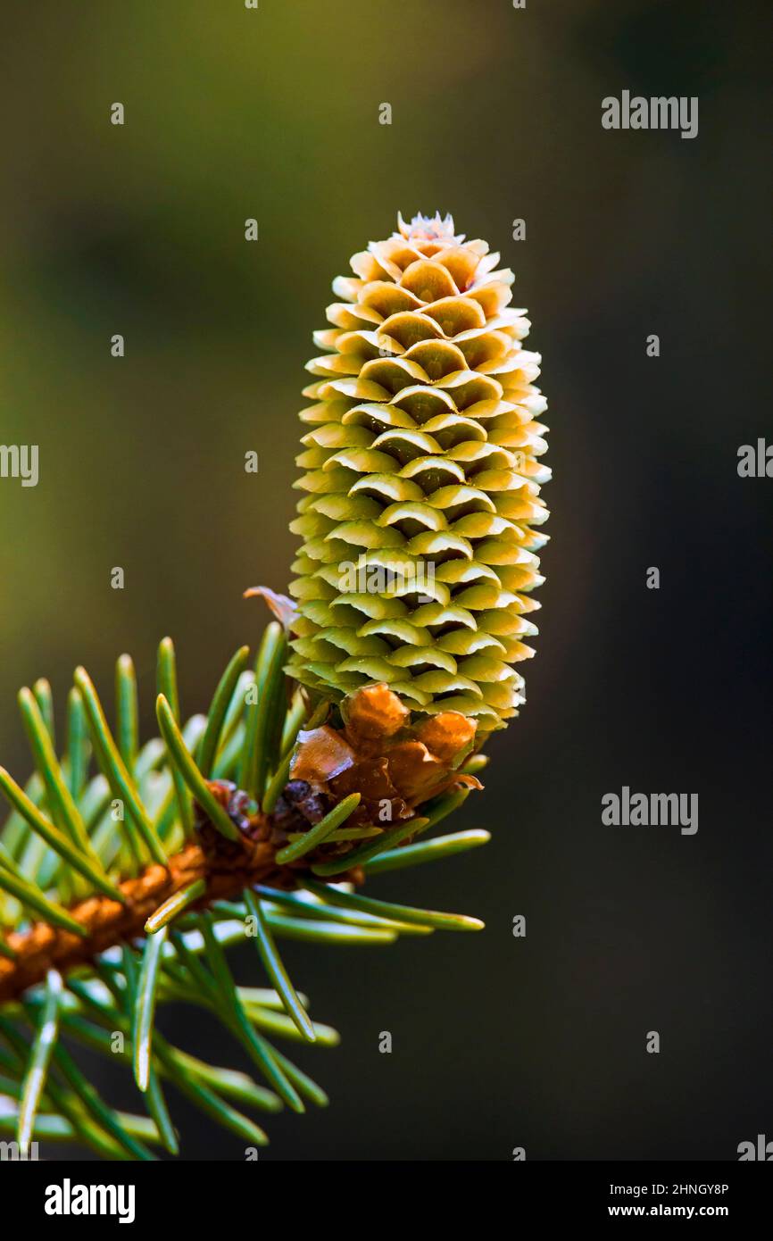 Norway Spruce Pistillate bearing the pollen on Norway spruce trees growing in Pennsylvania's Pocono Mountains. Stock Photo