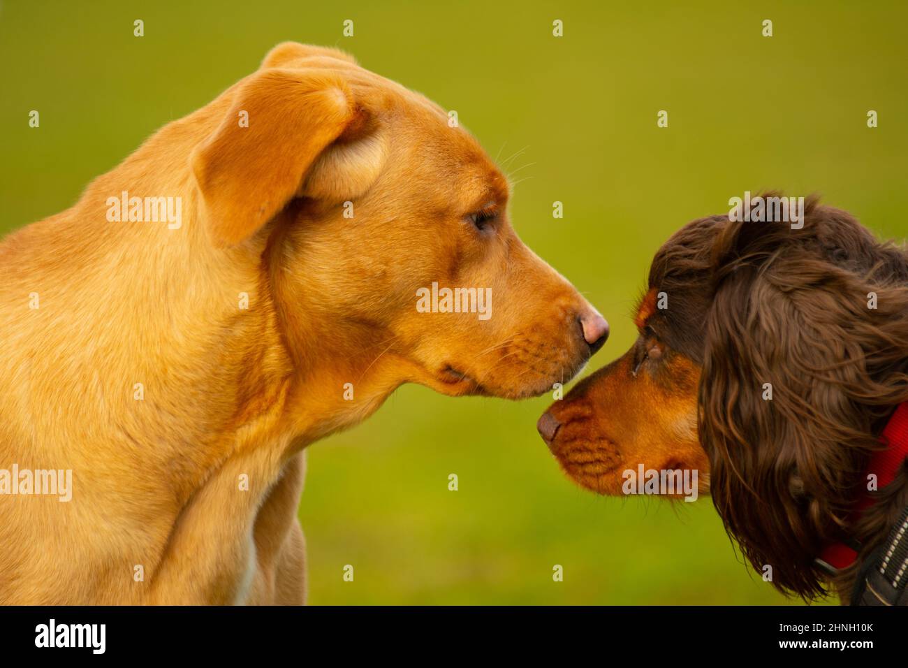 Two dogs look at eachother when they meet for the first time with vibrant green in the background. Stock Photo