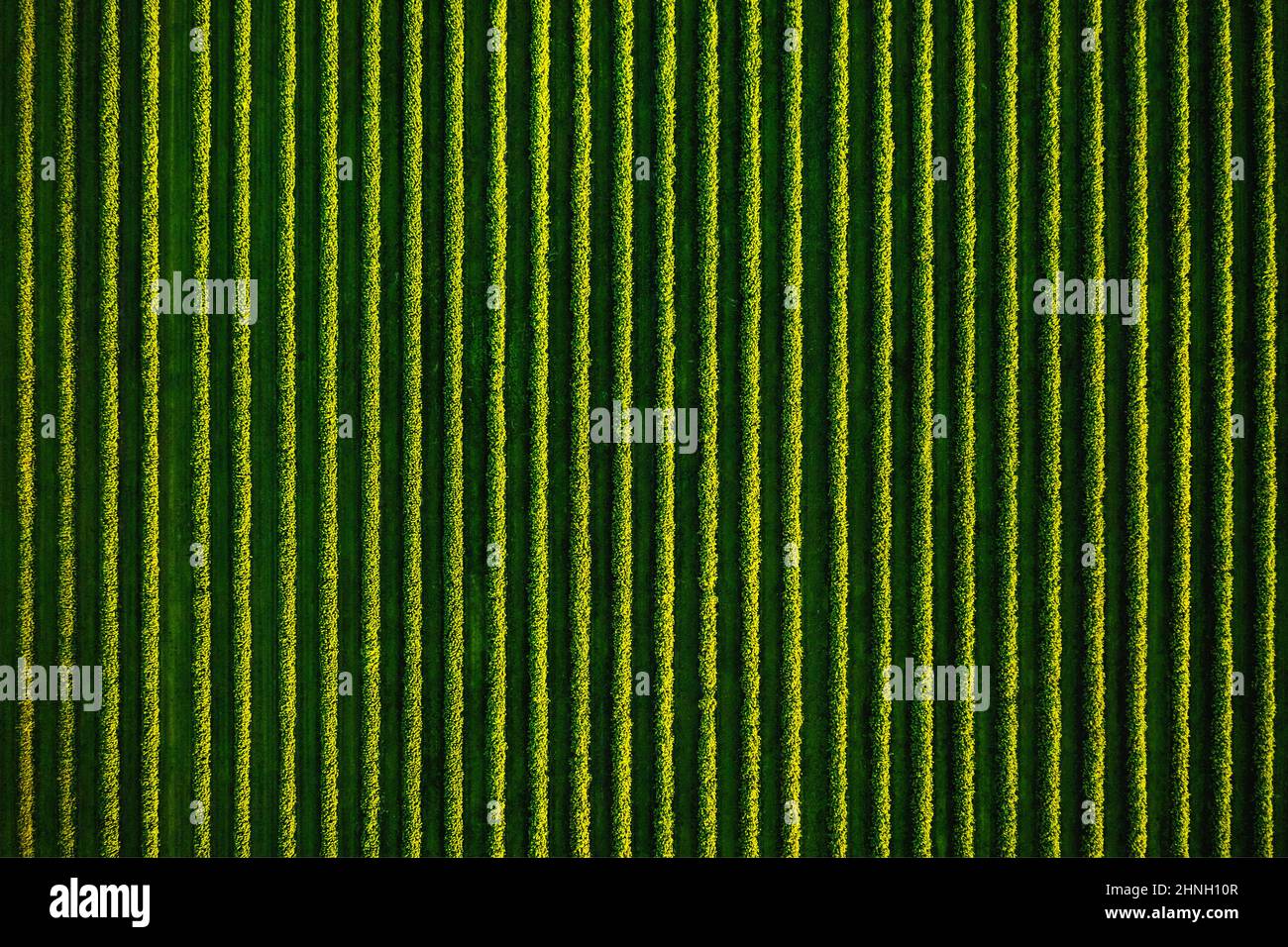 Top view of rows blackcurrant bushes, cultivated land. Aerial photography, drone shot. Agricultural area of Ukraine. Agrarian industry. Artistic wallp Stock Photo