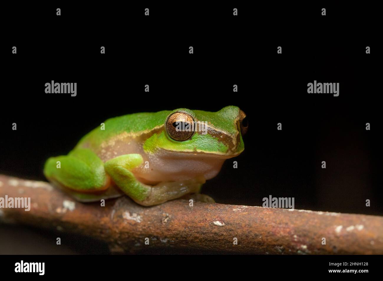 The vulnerable Pearson's stream frog (Litoria pearsoniana) sitting on a branch on a black background at night. Minyon Falls, NSW, Australia. Stock Photo