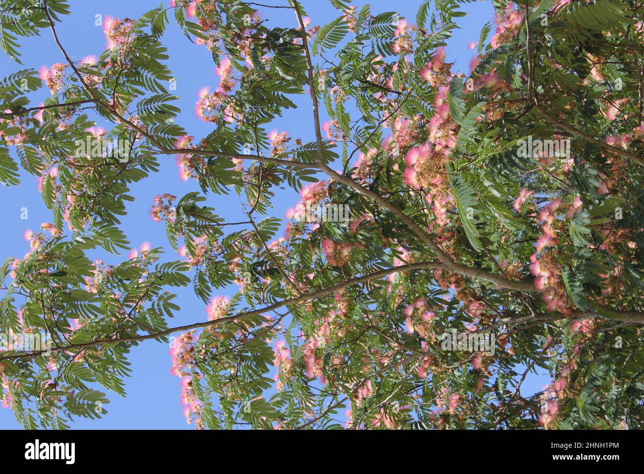 Persian Silk Tree in Bloom Growing in Rural East Texas Stock Photo